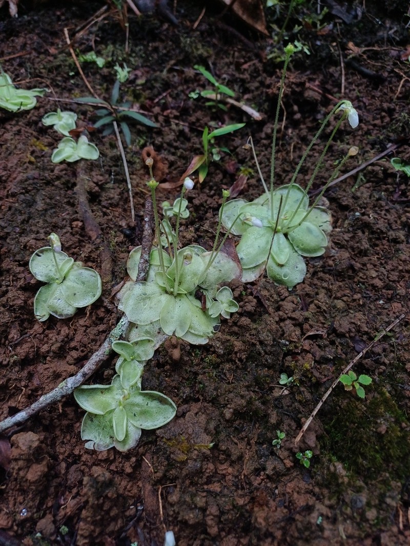 Pinguicula sharpii photo 8
