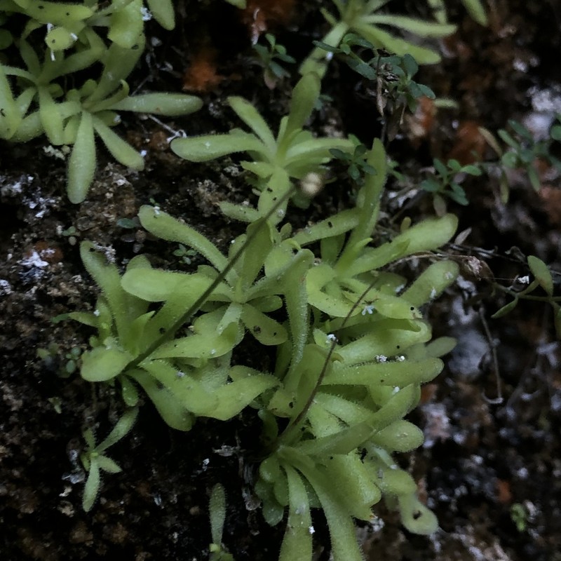 Pinguicula simulans