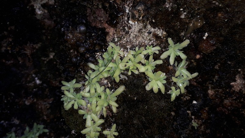 Pinguicula simulans photo 2