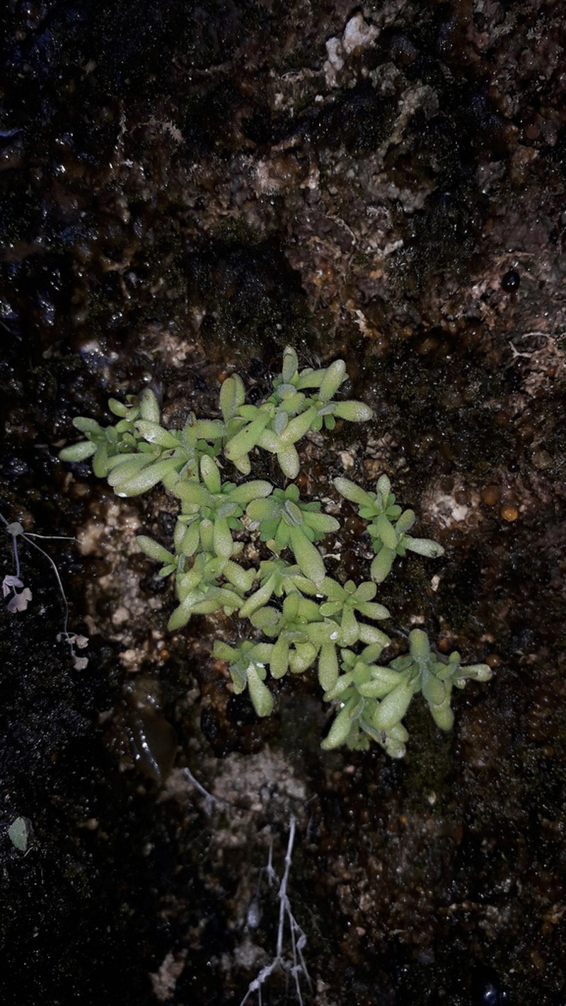 Pinguicula simulans photo 3