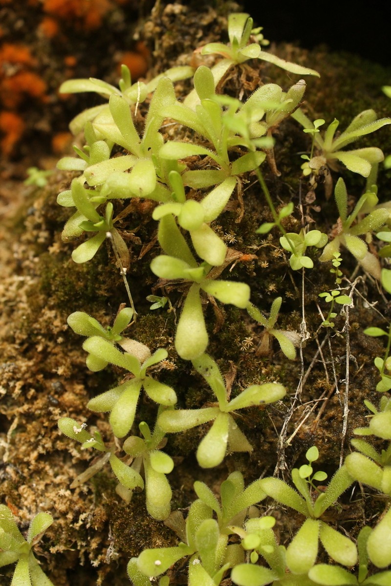 Pinguicula simulans photo 4