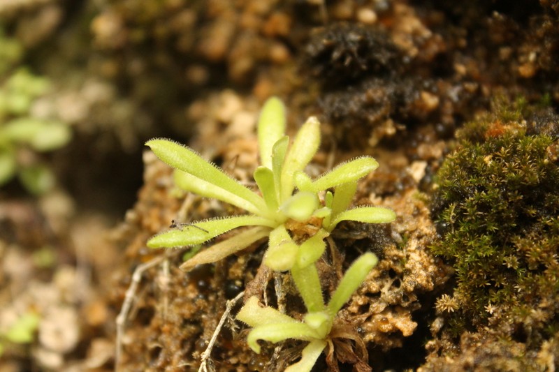 Pinguicula simulans photo 5