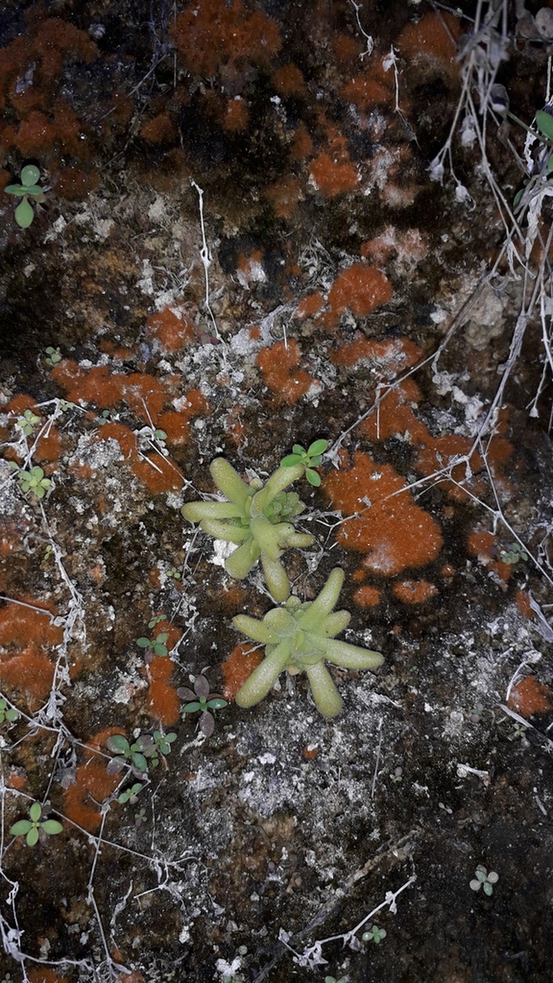 Pinguicula simulans photo 6