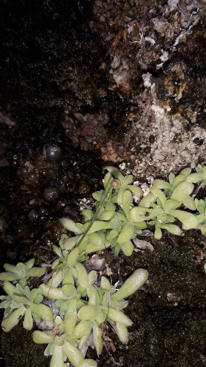Pinguicula simulans photo 7