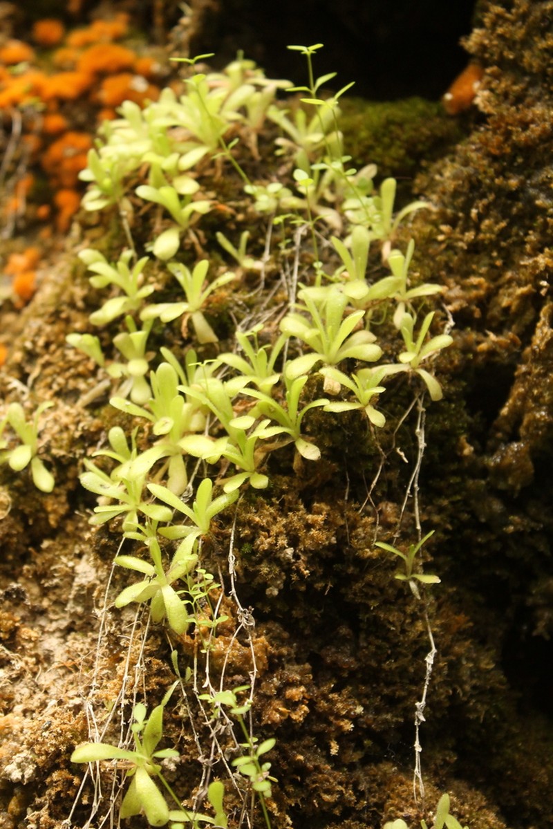 Pinguicula simulans photo 8