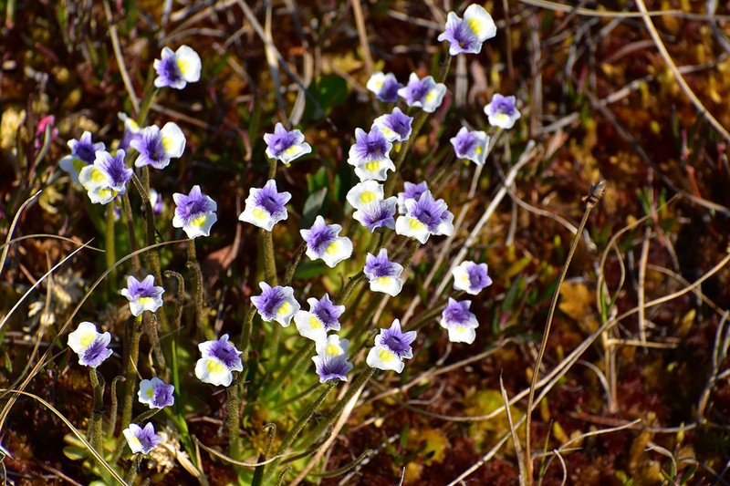 Pinguicula spathulata photo 2