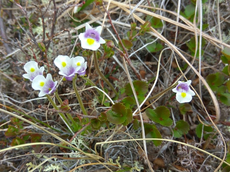 Pinguicula spathulata photo 3