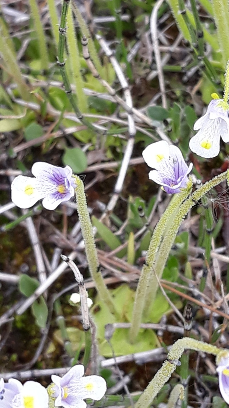 Pinguicula spathulata photo 4