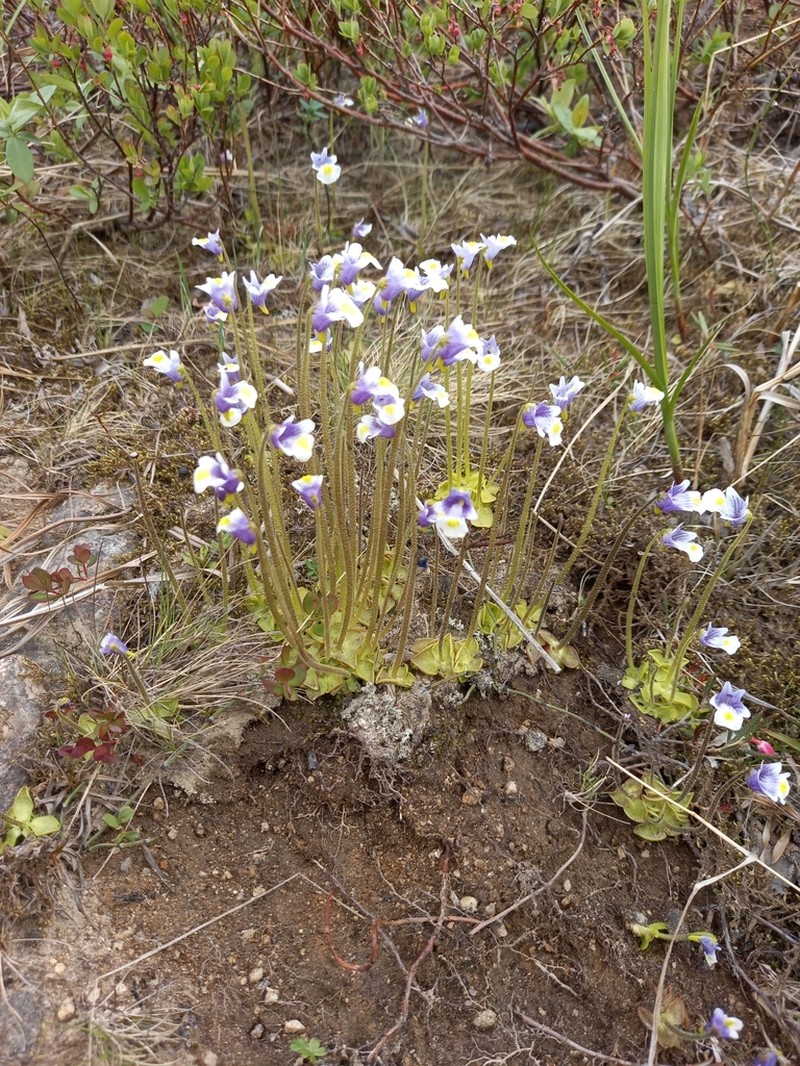 Pinguicula spathulata photo 5