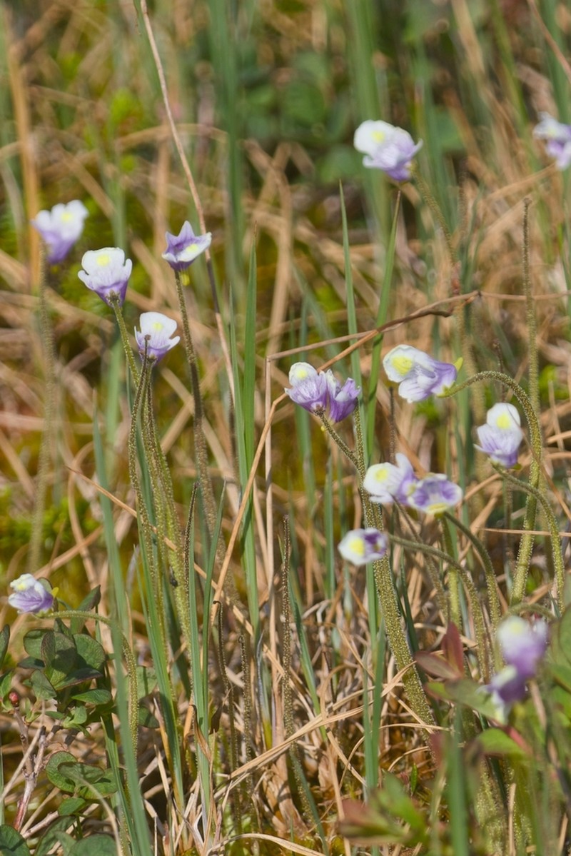 Pinguicula spathulata photo 6