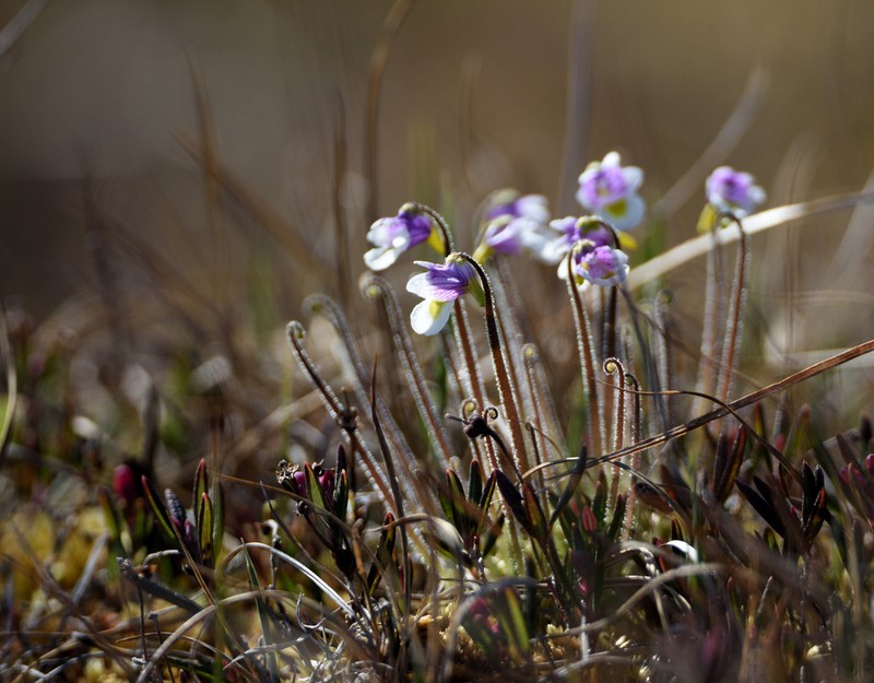 Pinguicula spathulata photo 7