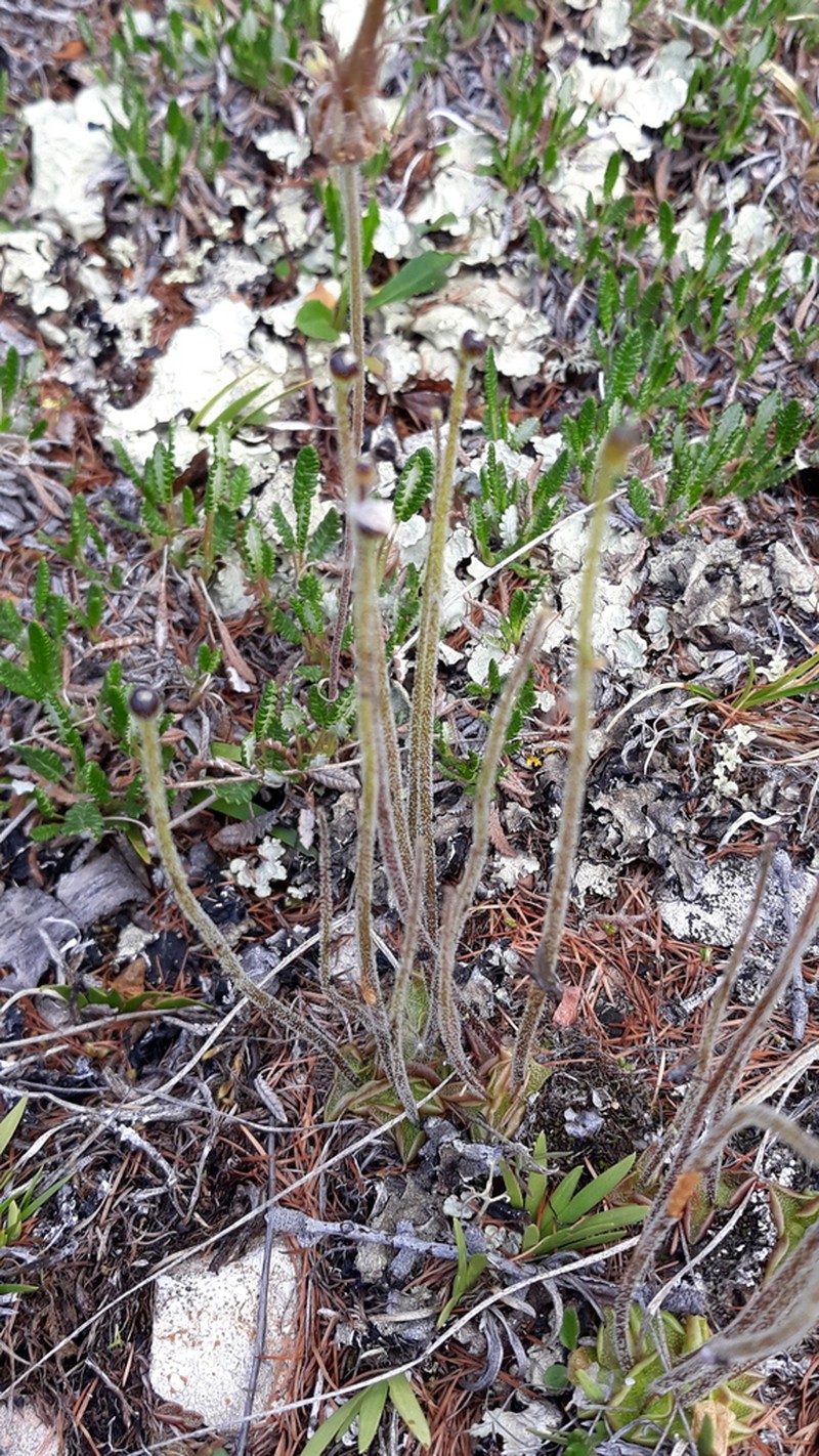 Pinguicula spathulata photo 8