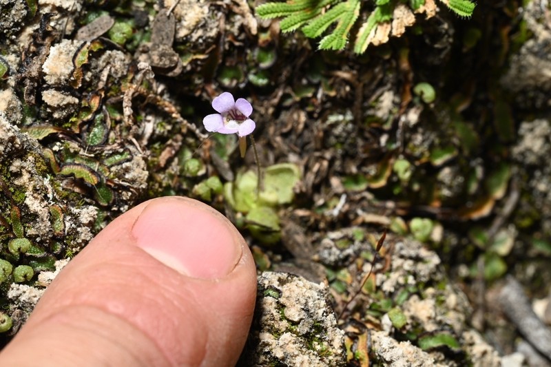 Pinguicula takakii