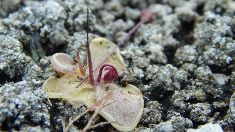 Pinguicula takakii photo 2