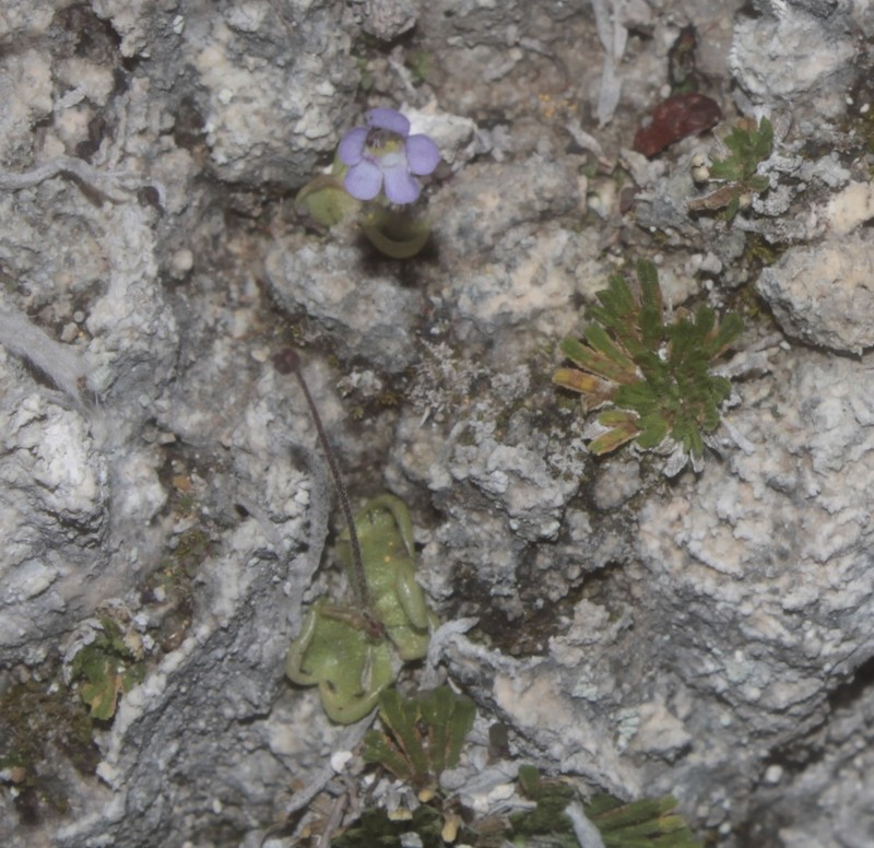 Pinguicula takakii photo 3
