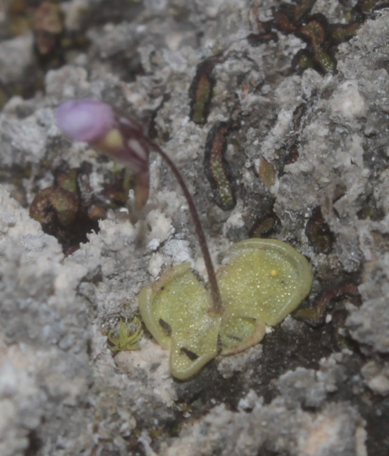 Pinguicula takakii photo 4