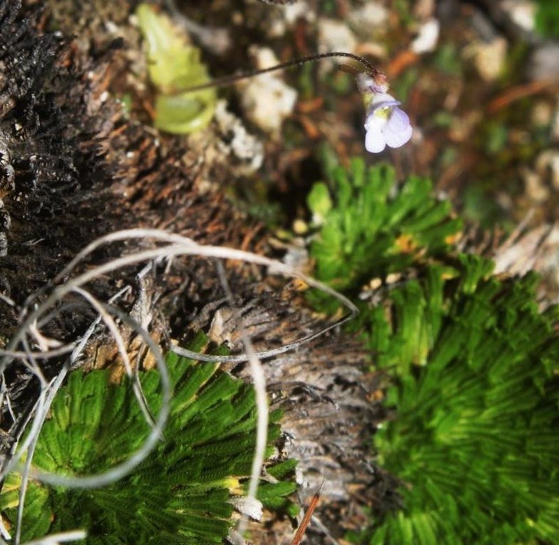 Pinguicula takakii photo 5