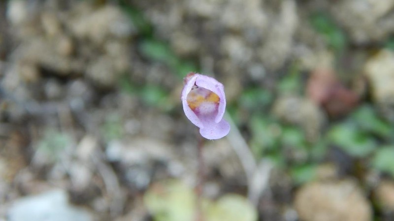 Pinguicula takakii photo 6