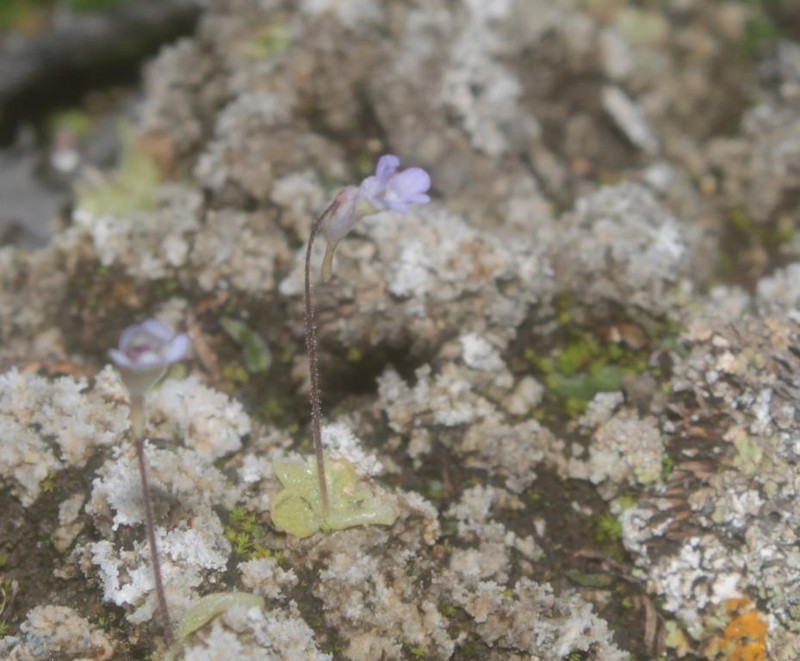 Pinguicula takakii photo 7