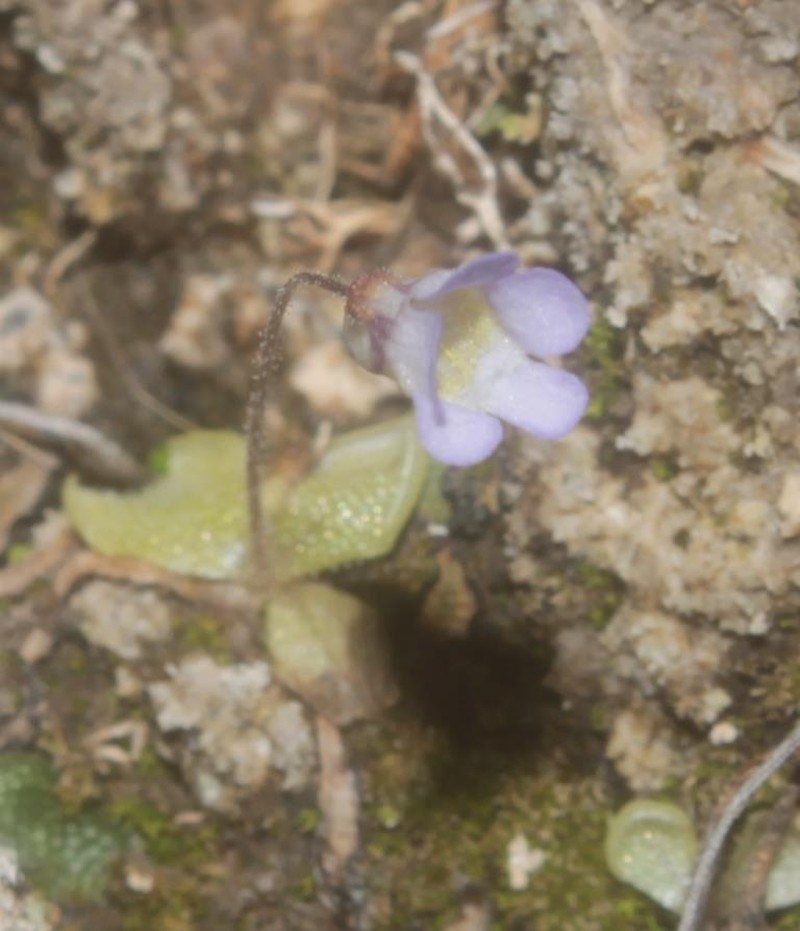 Pinguicula takakii photo 8