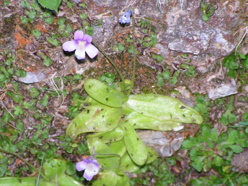 Pinguicula tejedensis