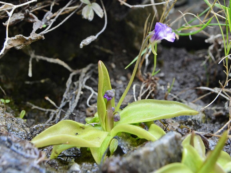 Pinguicula tejedensis photo 3