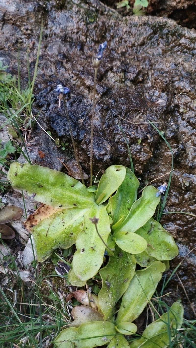 Pinguicula tejedensis photo 4