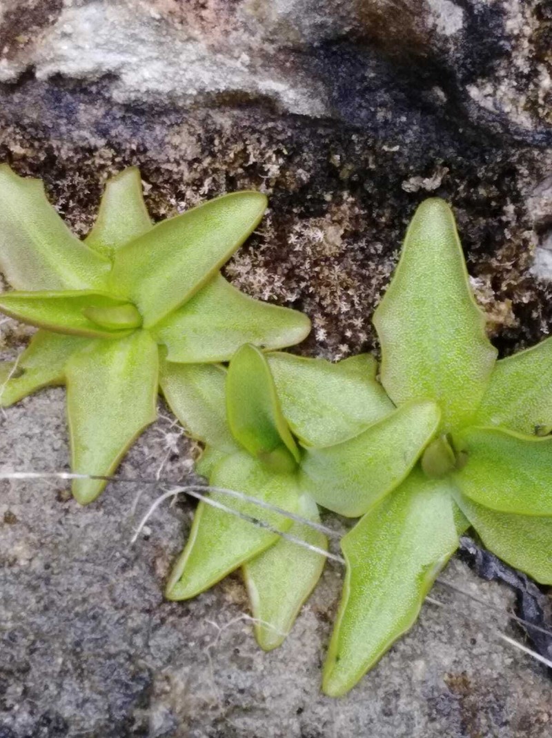 Pinguicula tejedensis photo 6