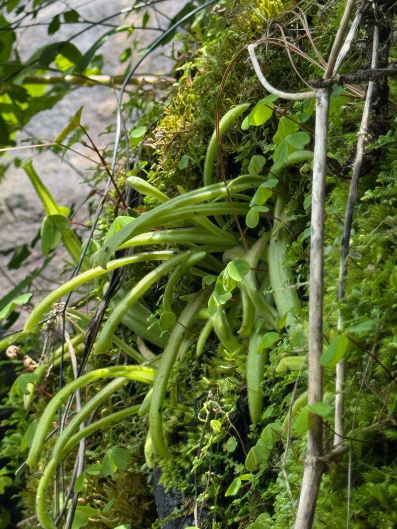 Pinguicula tlahuica