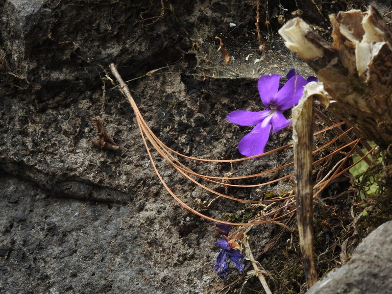 Pinguicula tlahuica photo 2