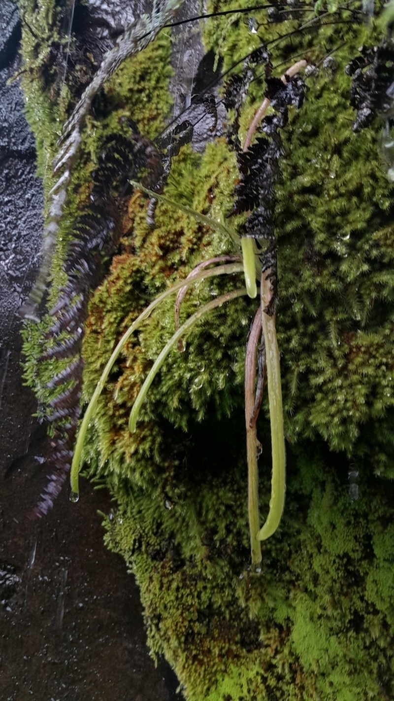 Pinguicula tlahuica photo 3