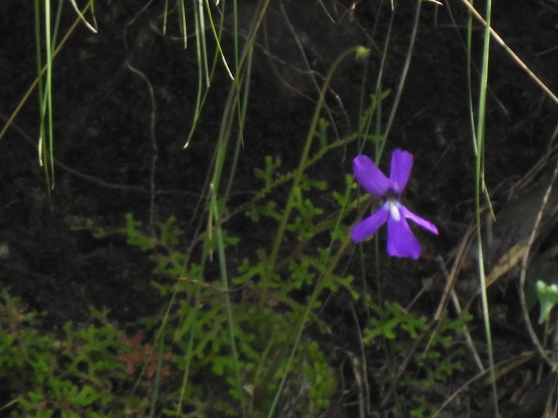 Pinguicula tlahuica photo 5