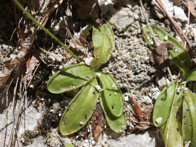 Pinguicula vallis-regiae