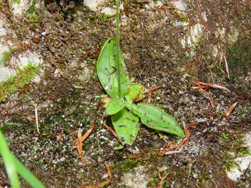 Pinguicula vallis-regiae photo 2