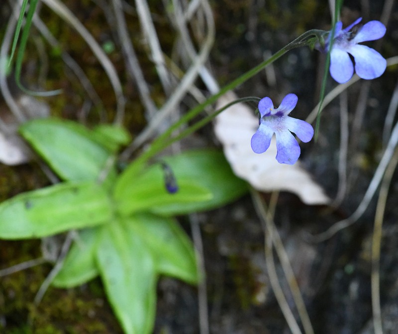 Pinguicula vallis-regiae photo 3