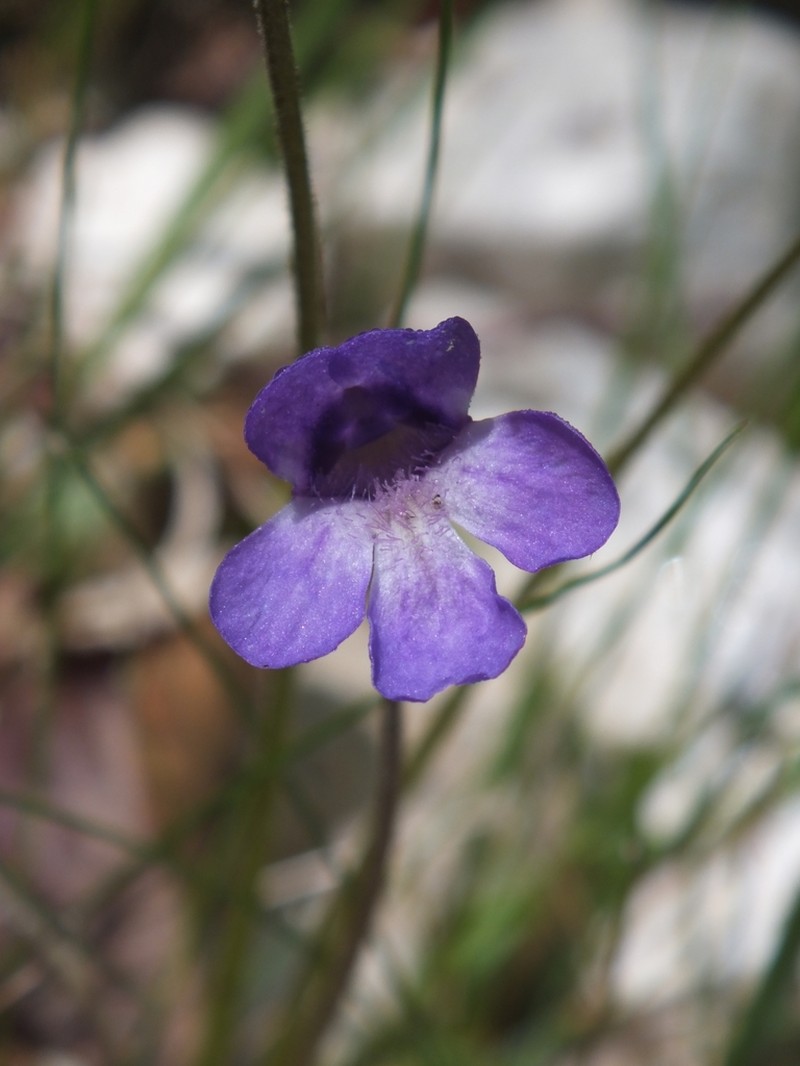 Pinguicula vallis-regiae photo 4
