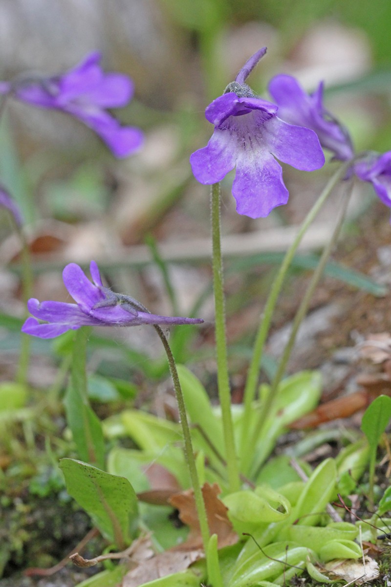 Pinguicula vallis-regiae photo 5