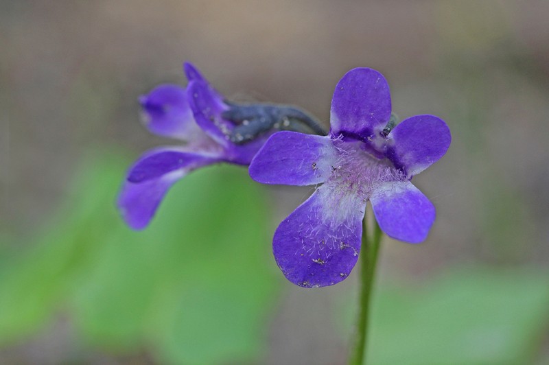 Pinguicula vallis-regiae photo 6