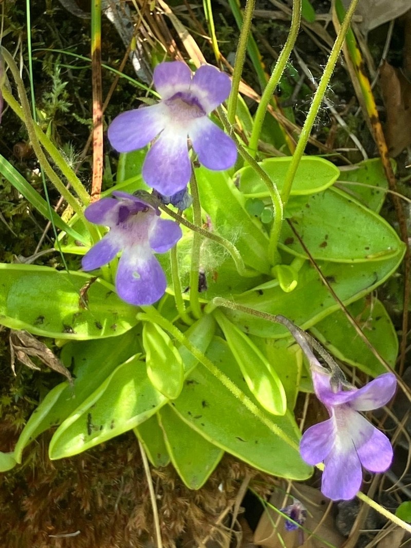 Pinguicula vallis-regiae photo 7