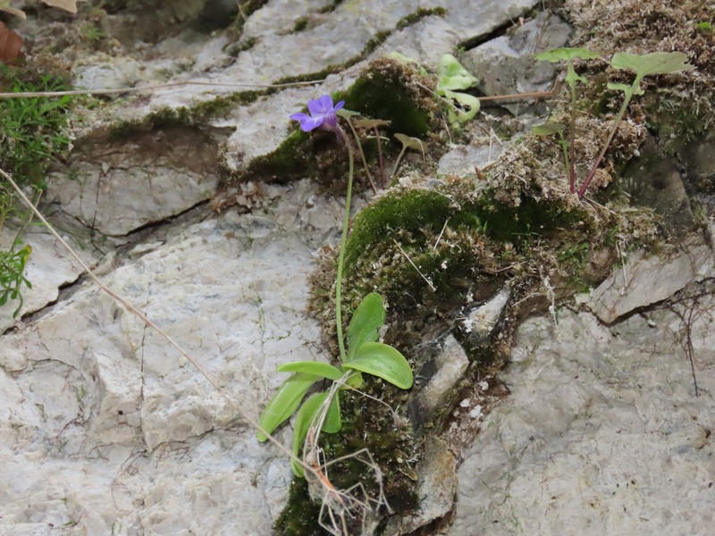 Pinguicula vallis-regiae photo 8