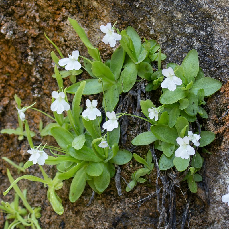 Pinguicula vallisneriifolia photo 2