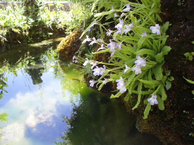Pinguicula vallisneriifolia photo 4