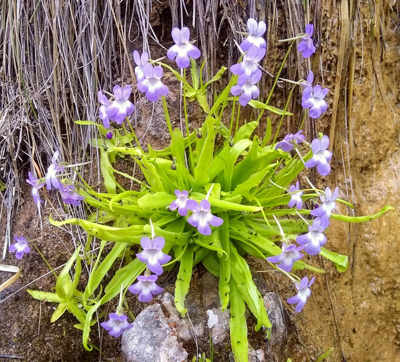 Pinguicula vallisneriifolia photo 5