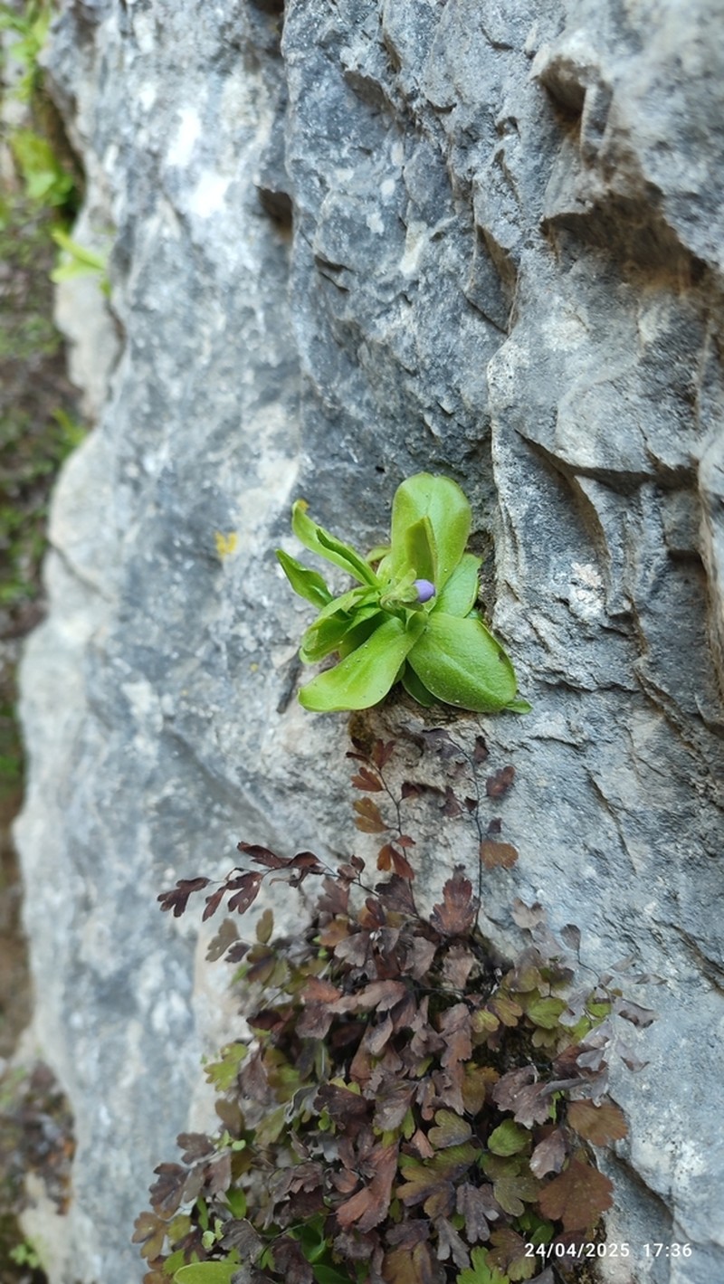 Pinguicula vallisneriifolia photo 6
