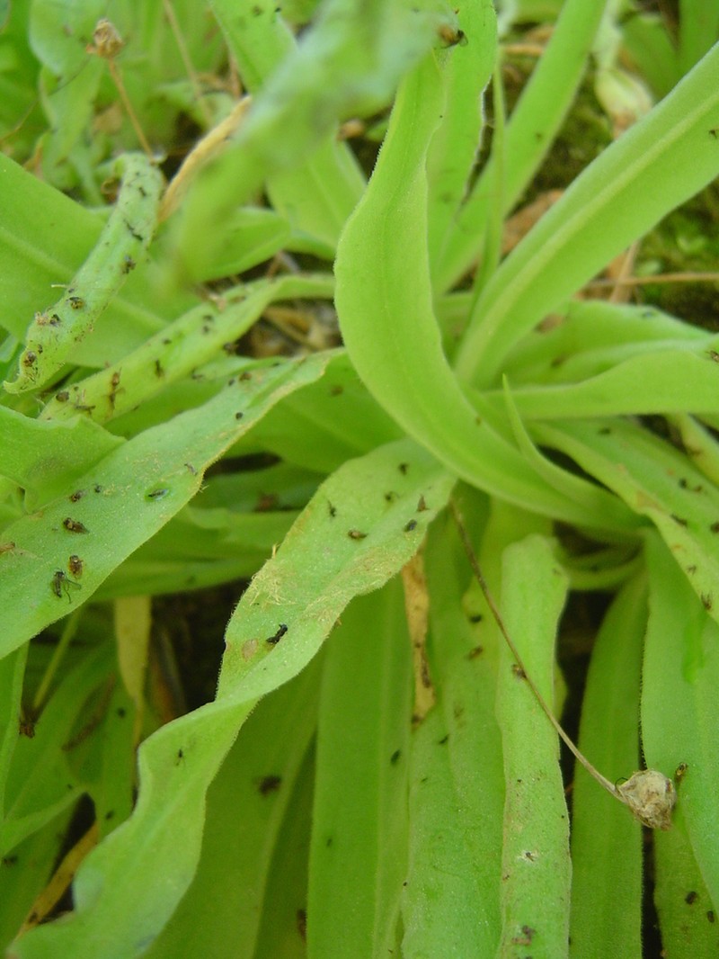 Pinguicula vallisneriifolia photo 7