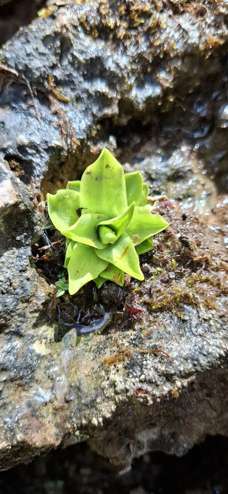Pinguicula vallisneriifolia photo 8