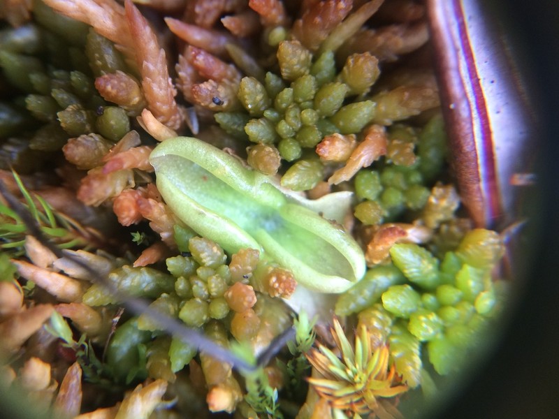 Hairy Butterwort