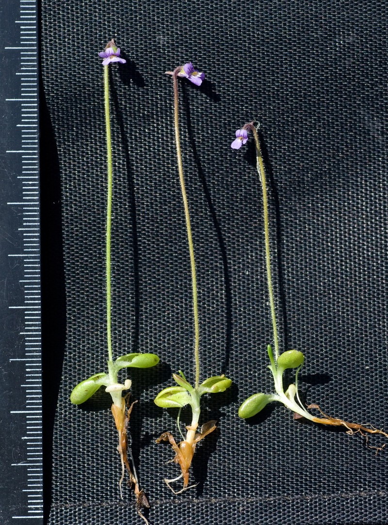 Hairy Butterwort photo 2