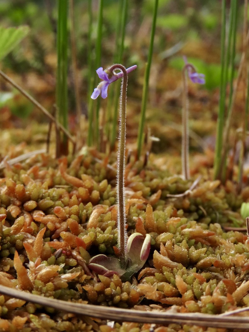 Hairy Butterwort photo 3