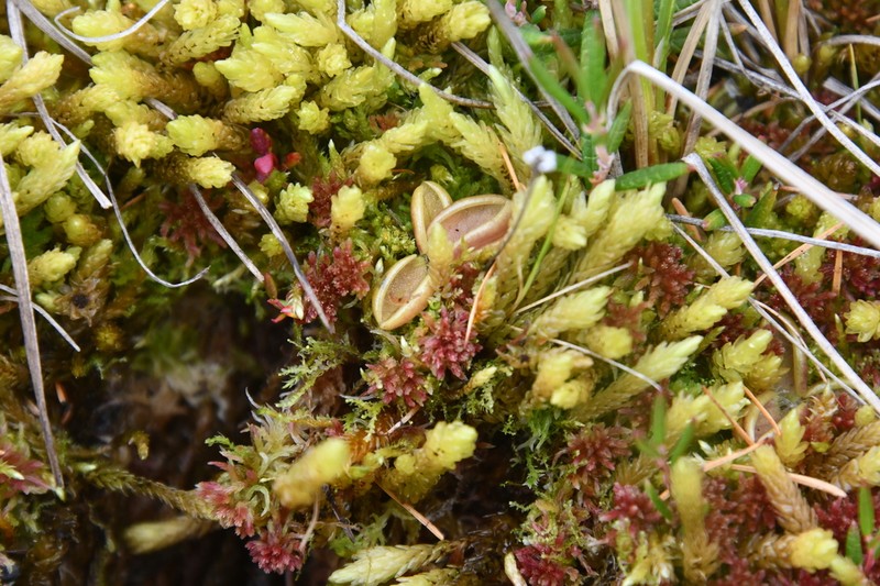 Hairy Butterwort photo 4